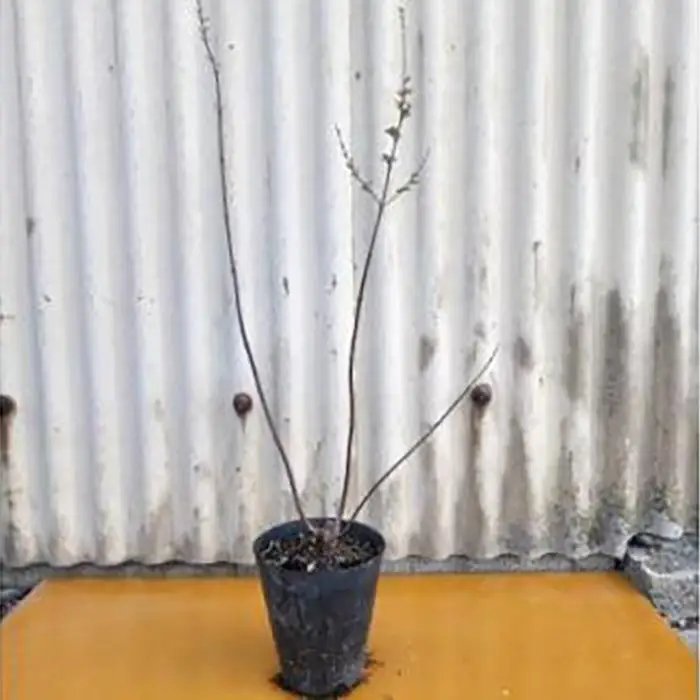 夏に穂状の薄紫色の綺麗な花を楽しみませんか?　セイヨウニンジンボク(庭木・果樹)