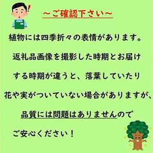 グレビレア 　ピーチアンドクリーム　21cmポット