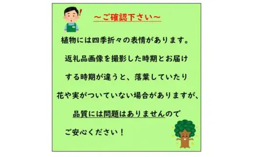 日陰で育つ綺麗な白斑の葉 斑入りヤツデ
