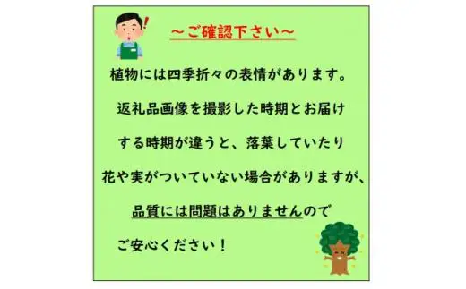 日陰で育つ綺麗な植物 斑入りヤツデ 紬絞り
