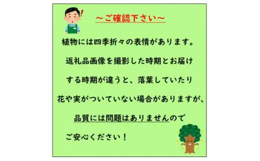 香りの好い紫色の花を楽しみませんか? ニオイバンマツリ