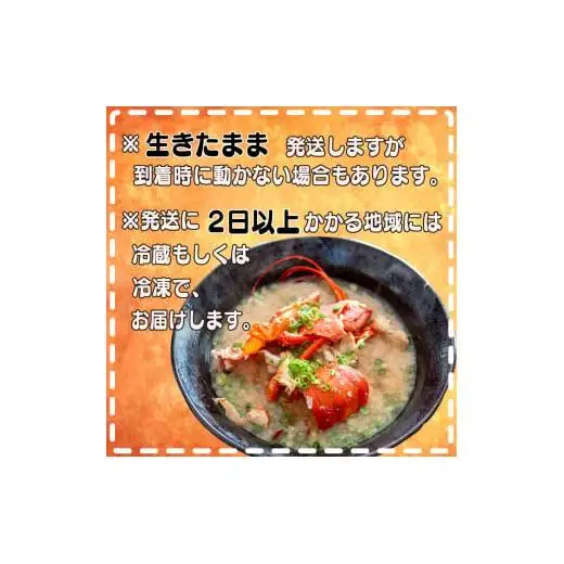 【 イセエビ 】 イセエビ800g以上