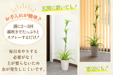 AI176 鉢植えで飾る チランジア フレクスオーサ
