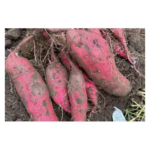 熟成紅はるか　切り落とし干し芋2.0kg　はづっこ【干し芋 紅はるか 熟成 茨城県 阿見町 25000円以内】（56-20）