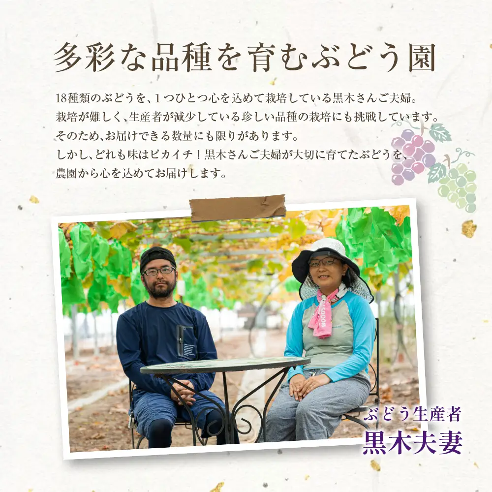 ご自宅・ご家庭用 2027年6月下旬～7月中旬 ブラックオリンピア（一番星）計800g以上 3房 ブドウ ぶどう B646-27