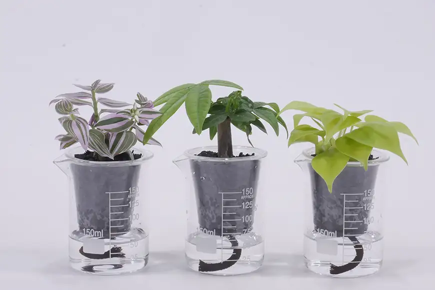 観葉植物 ウォータリウム ビーカーM 炭植え 3個 セット ～オススメの観葉植物をお届け～
