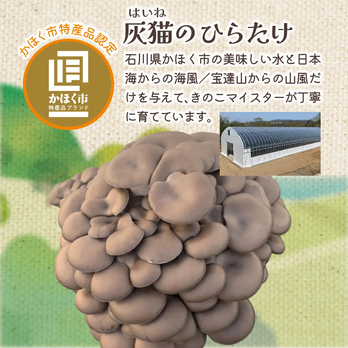 灰猫のひらたけ（乾燥）
