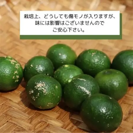 【2026年9月頃から順次発送】道の駅 ゆいゆい国頭が厳選した青切りシークヮーサー2kg【1577570】