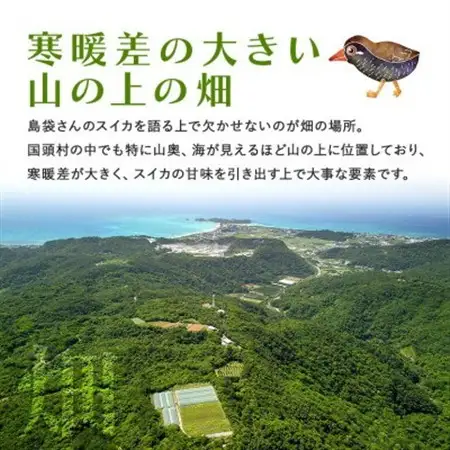 【先行受付・2027年6月上旬から順次発送】島袋さんの初夏スイカ大玉 1玉(5.0～7.0kg)【配送不可地域：離島】【1577669】