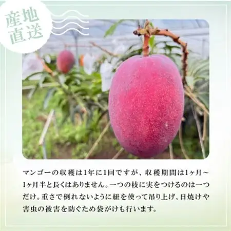 【2027年6月下旬から順次発送】かみざと農園の贈答用アップルマンゴー2kg【配送不可地域：離島】【1601772】