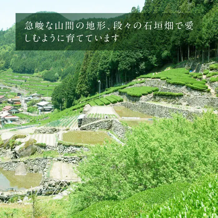 美濃白川茶 煎茶セット 100g×3袋 お茶 おちゃ お茶葉 茶葉 緑茶 煎茶 白川茶 飲み比べ 白川町 / 白川町農業開発[AWAH009]