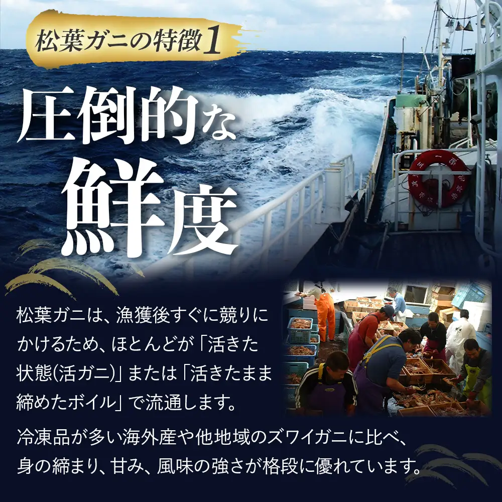 【先行予約】【魚倉】タグ付き ボイル 松葉ガニ（大800g）松葉ガニ