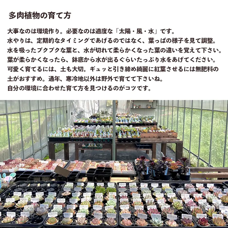 【 多肉植物 10月発送】 エケベリア 5個  多肉植物 おまかせ セット 【数量限定】
