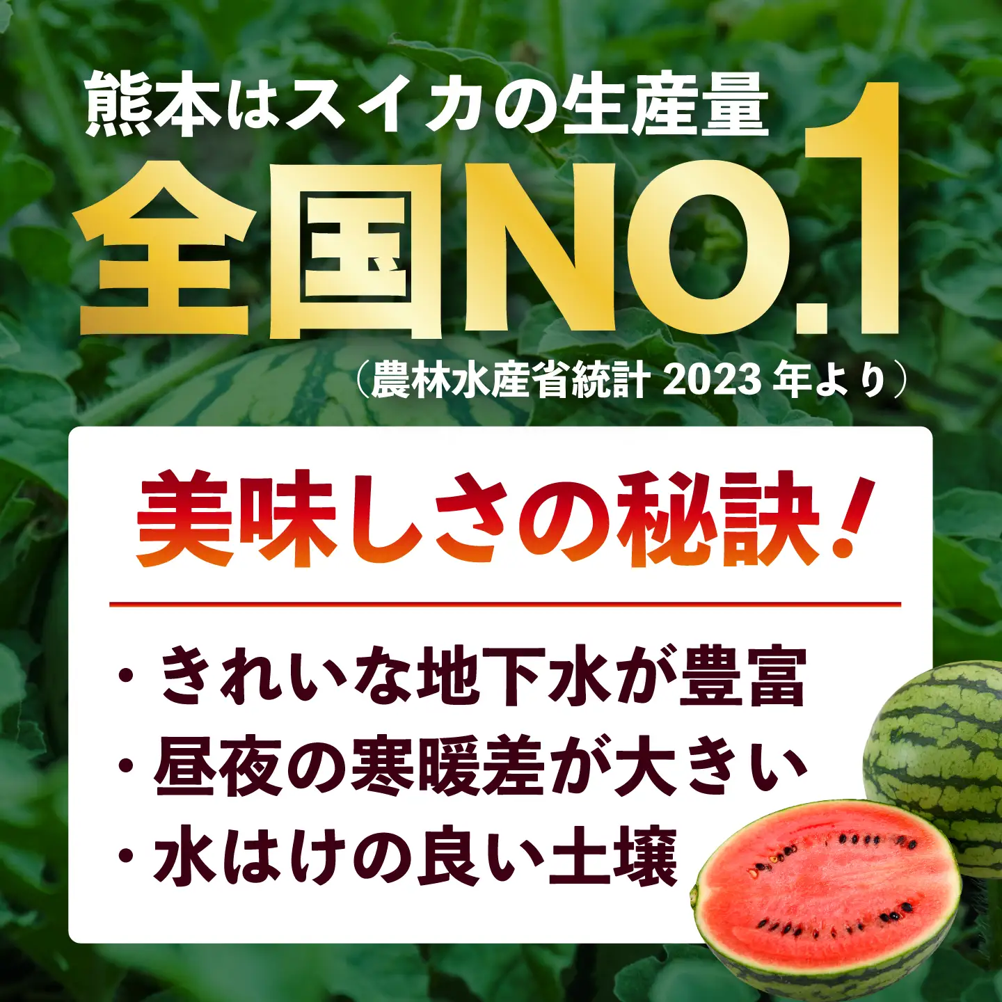 令和8年熊本地震復興支援 先行予約2027年5月下旬より発送 訳あり小玉すいか2玉計約2kg~3kg数量限定スイカすいかAYAT009