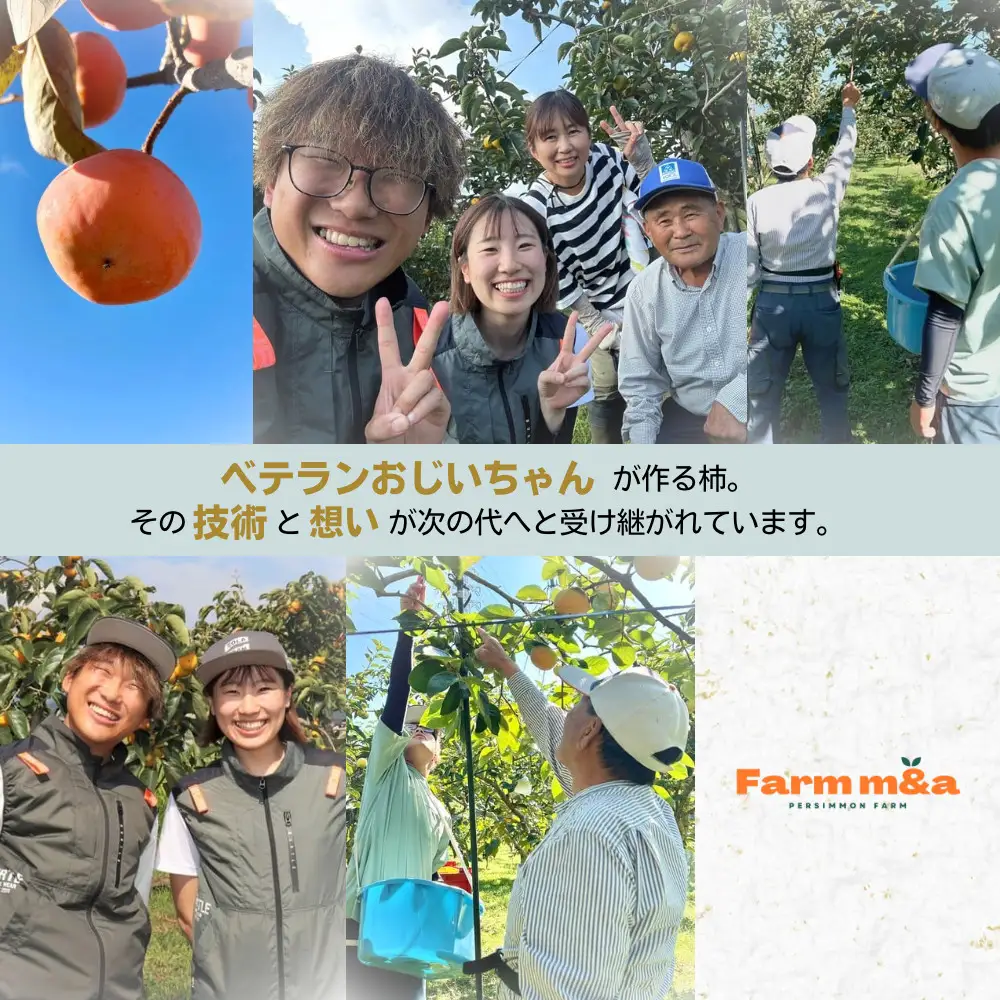 【先行予約】梨のような食感！ Farm m&aの太秋柿 3L×10個 秀品 岐阜県 大野町（2026年10月中旬～発送）農家直送 果物 フルーツ 秋の味覚 柿 かき 太秋 たいしゅう