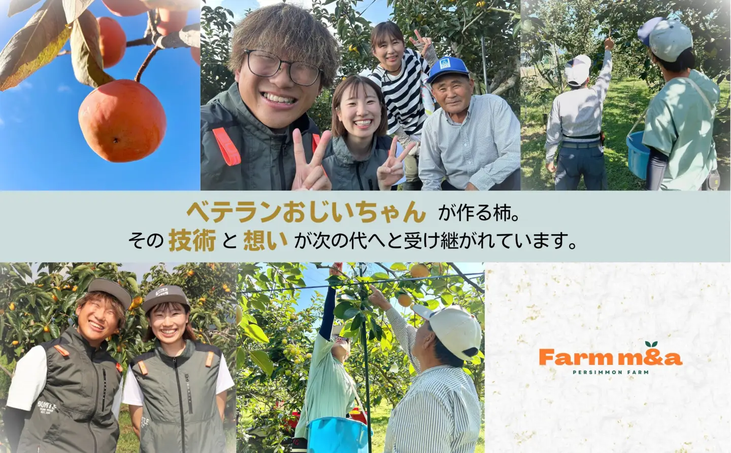【先行予約】 梨のような食感！ Farm m&aの太秋柿 4L×5個 秀品 岐阜県 大野町（2026年10月中旬～発送）農家直送 果物 フルーツ 秋の味覚 柿 かき 太秋 たいしゅう