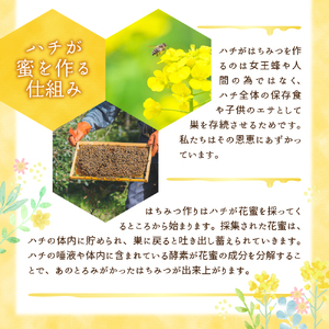 《2026年10月発送》 はちみつ 【千代田町の蜂蜜】600g 百花蜂蜜 群馬県 千代田町 ＜田代養蜂場＞ ※沖縄・離島配送不可 