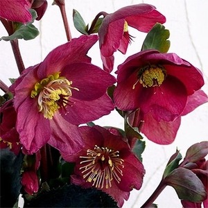 【 先行予約 ：2027年1月発送 】 花 クリスマス ローズ 4.5号 赤 オンライン決済限定