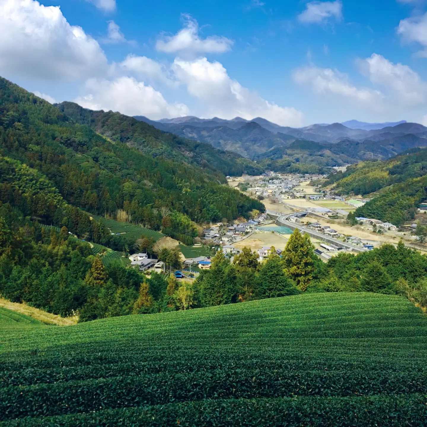 藤枝の銘茶 4種 お茶 静岡県 藤枝市 お茶