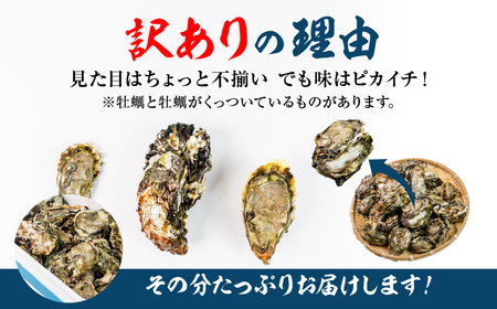【先行予約】訳あり 殻付き 生牡蠣 5kg 加熱用 軍手・牡蠣ナイフ付 牡蠣 カキ かき 生 殻付牡蠣 フライ 鍋 バーベキュー BBQ 海鮮 魚介 魚貝 貝 魚介類 新鮮 渥美半島 田原市 愛知県 国産 海産物 オイスター 海の ミルク 軍手 牡蠣 ナイフ 付 冬 - 春