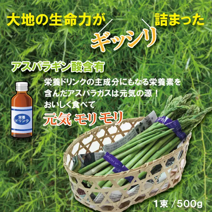 採れたて新鮮！アスパラガス（500g）百島農園 生産者直送 野菜 A060-019