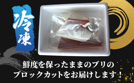 ＜訳あり 超冷薫加工 ブリ ブロックカット 約600g＞ わけあり ワケアリ 家庭用 超冷薫 新鮮 ブリ刺身 ぶりしゃぶ 魚介類 水産物 海鮮 海産物 国産 刺身 ぶり丼 ご飯のお供 贅沢 血抜き 株式会社SakuSaku 愛媛県 西予市 【冷凍】『1か月以内に順次出荷予定』USA0008