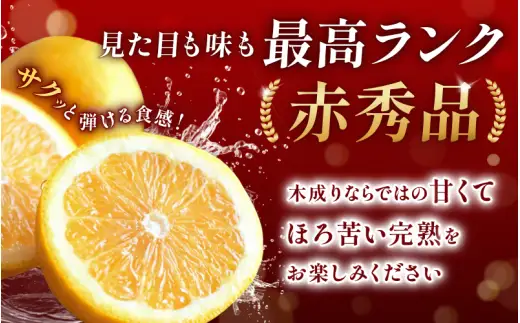 八朔 赤秀 木成りはっさく10kg / 秀品 高級 八朔 ハッサク フルーツ 晩柑 ビタミン サイズ色々 由良 柑橘 期間限定 和歌山 みかん ※2027年3月上旬頃～3月中旬頃に順次発送予定【jahd022-r-10】
