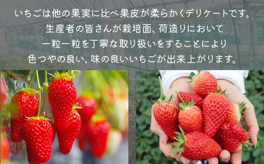 福岡県産 博多あまおう 約1.12kg（約280g×4パック入り） いちご 苺 【2027年1月下旬～3月下旬発送予定】