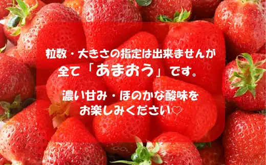 福岡県産 博多あまおう 約1.68kg（約280g×6パック入り）あまおう 【2027年1月下旬～3月下旬頃順次発送予定】