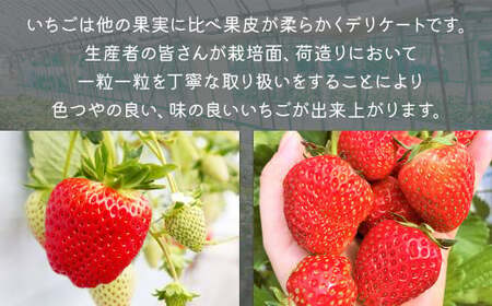 福岡県産 博多あまおう約560g（約280g×2パック入り） いちご 苺 イチゴ フルーツ 果物 くだもの  【2027年1月下旬～3月下旬発送予定】