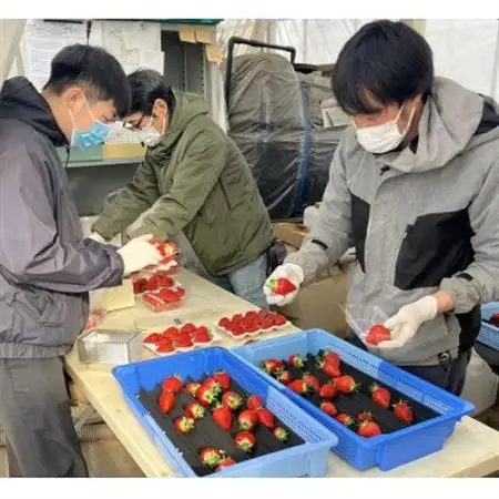 【特選】あまりん(イチゴ)L～3Lサイズ　230g×2パック【配送不可地域：離島・北海道・沖縄県・中国・四国・九州】【1604433】