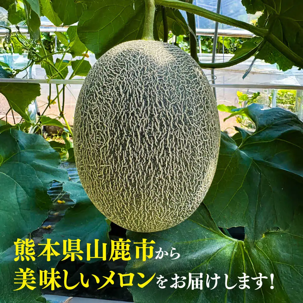 【先行予約】  山鹿の恵み! 匠の育てた　肥後グリーン メロン 約4kg以上（約2kg以上×2玉）【きもと農園】[ZFQ001]
