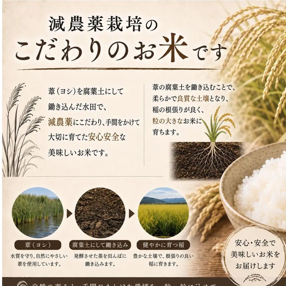 ＜先行予約＞ 【定期便3回】令和8年産 コシヒカリ 精米 15kg (5kg×3) 新米 こめ コメ お米 ご飯 白米 こしひかり 定期便 3回