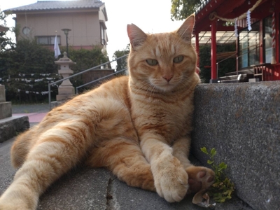 【 鹿児島市の動物愛護活動 を 応援 】（ 返礼品なし ）5,000円 K000-CFA0005