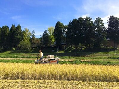 令和6年産 のと自然栽培米みのり玄米10kg（5kg×2袋）石川県 七尾市 国産 ※2024年12月頃より順次発送予定