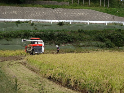 令和7年産 （数量限定）こしひかり 能登の心米（精米10kg/10kg×1袋） | 米