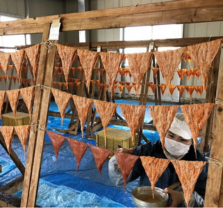 能登の珍味「干くちこ」 木箱入り1枚｜魚介類 干物 高級 珍味 なまこ