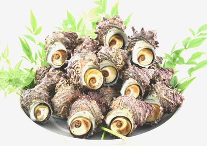 能登の朝どれ「いきいき七尾魚」さざえセット