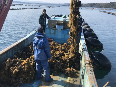 【発送時期が選べる】魚介類 牡蠣 / 能登風土 七尾産「能登かき」殻付き（半斗缶）◇ ※必ずよく加熱してお召し上がりください ※2026年12月～発送 ｜ 牡蠣 殻付き