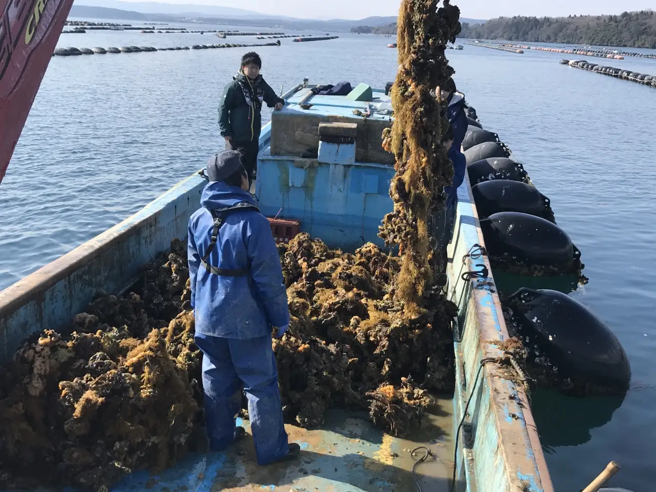 【発送時期が選べる】魚介類 牡蠣 / 能登風土 七尾産「能登かき」殻付き（一斗缶）◇ ※2026年12月～発送 ｜ 牡蠣 殻付き