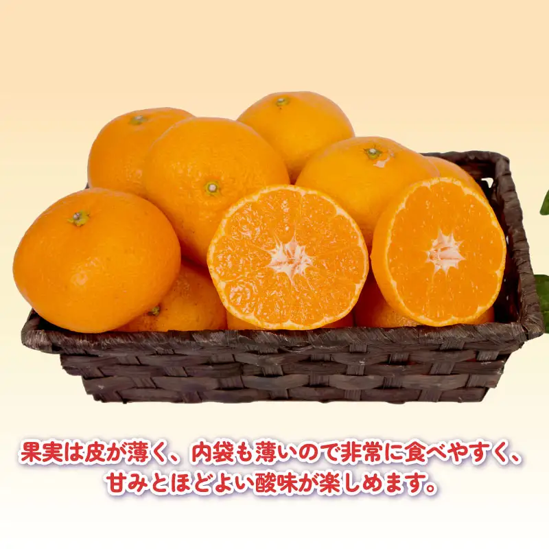 【11/20～12/20発送予定】 みかん 訳あり 完熟 大玉みかん 10kg 杉本屋 B010-143017