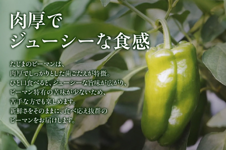 朝採れ発送 たじまのピーマン 1kg 野菜 ぴーまん 41-26