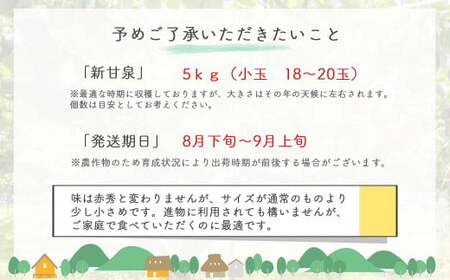 梨 新甘泉（小玉）5kg 生橋農園 青秀 梨 鳥取県産