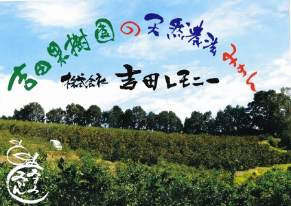 令和8年熊本地震復興支援 【先行予約】 みかん 麗紅 れいこう 約3kg（15～25玉）　【2027年2月中旬-2027年4月中旬発送】