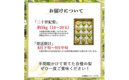 【期間限定】令和8年産 二十世紀梨 5kg（10～20玉） 倉吉産 福井果樹園 二十世紀梨 20世紀梨 梨 なし ナシ ブランド梨 果物 フルーツ 先行予約 和梨 数量限定