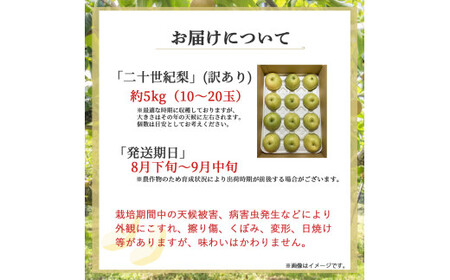 【訳あり】【期間限定】令和8年産 二十世紀梨 5kg（10～20玉） 倉吉産 福井果樹園 二十世紀梨 20世紀梨 梨 なし ナシ ブランド梨 果物 フルーツ 先行予約 和梨 数量限定
