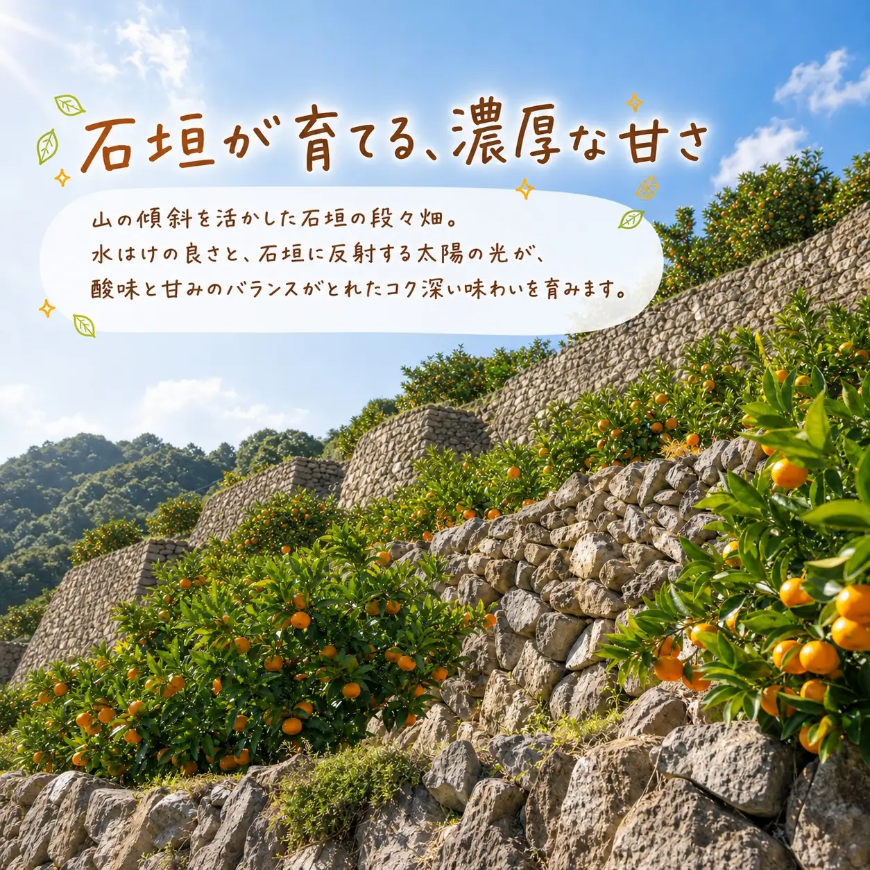 有田の小粒みかん5kg　(S～3Sサイズ混合) ※2026年11月下旬～2027年1月下旬頃に順次発送予定 / みかん ミカン 蜜柑 温州みかん 柑橘 フルーツ 果物 くだもの 和歌山【uot845】 