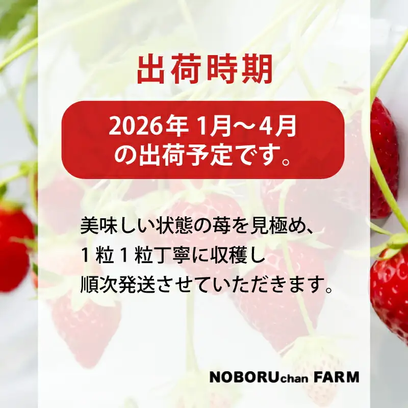【先行予約】いちご 古都華いちご 4P idm002【2027年1～4月発送】