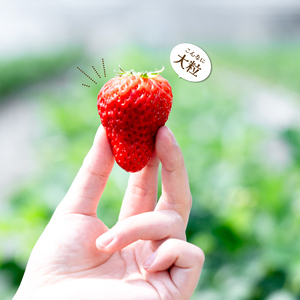 【先行受付・数量限定】朝摘み完熟☆紅ほっぺ いちご 果物 イチゴ  12～18個（400g～600g）  2027年1月頃発送予定　三原いちご園 苺 フルーツ  041001