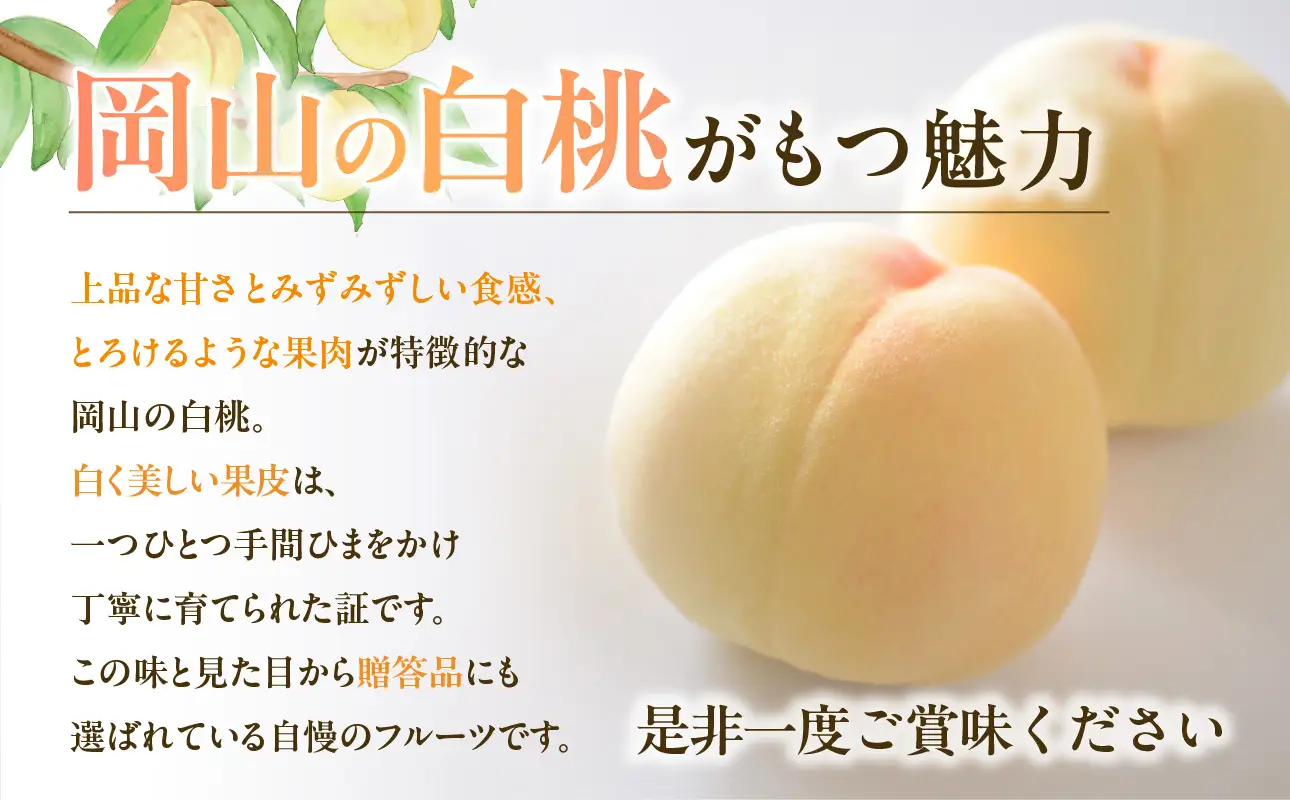【2027年発送分・先行予約開始！】岡山県産 白桃 特秀 「ロイヤル」中玉 約900g 3玉（令和9年7月～8月上旬頃発送）【桃】